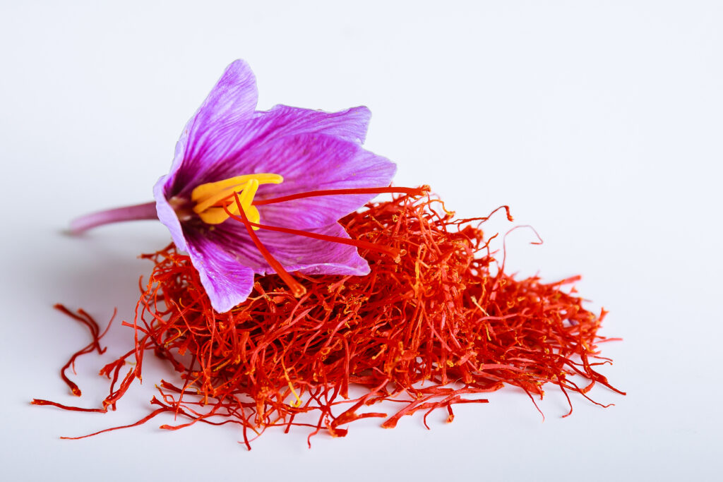 Fresh saffron flower on a pile of saffron threads on a white background.