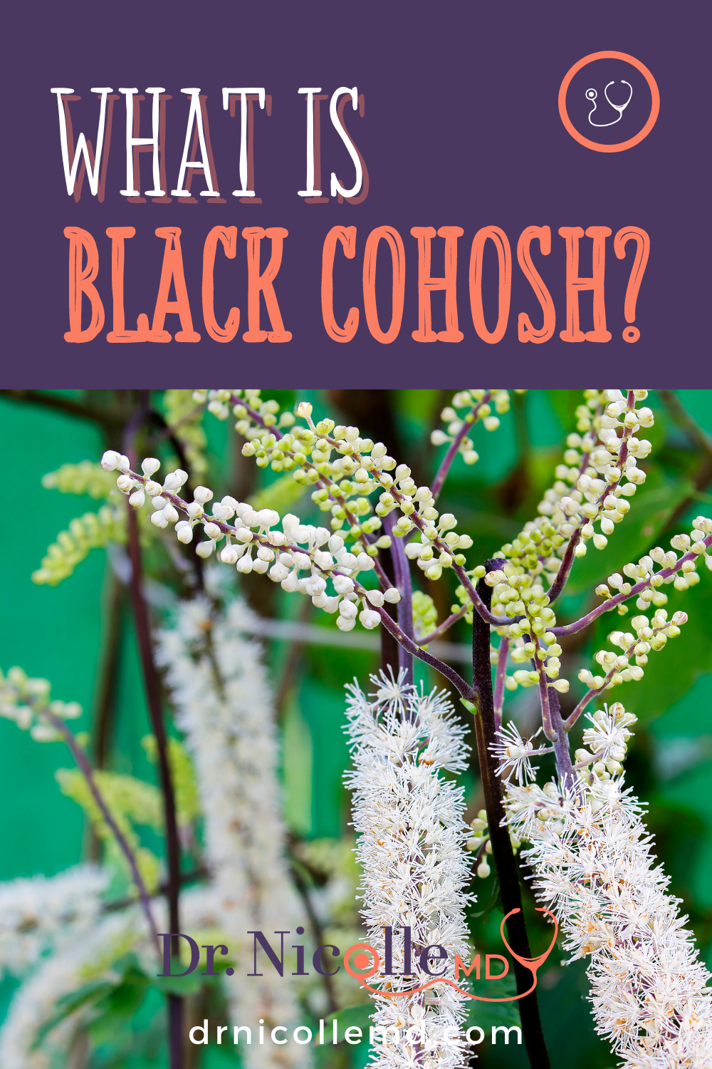 What Is Black Cohosh?